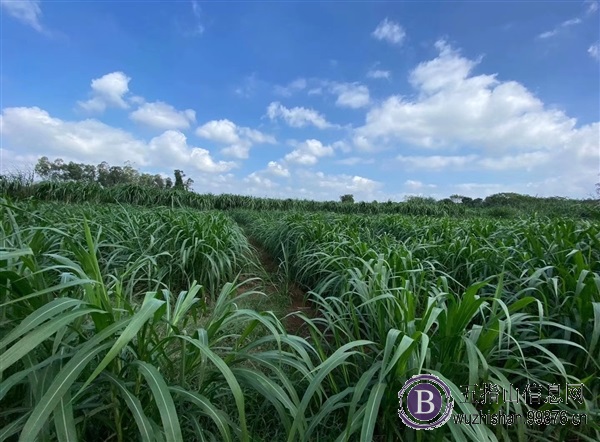 【澄军牧业】青储草料：牧草，玉米秸秆，豆角秸秆，稻草秸秆等